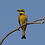 bee-eater