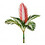 Dypsis